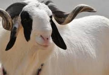 Côte d'Ivoire / Tabaski 2025 : sept sites dédiés à Abidjan pour un accès facilité au mouton
