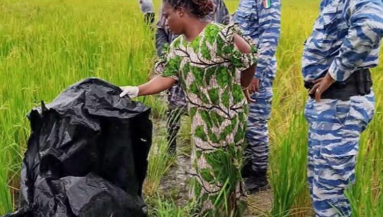 Issia : une jeune femme tuée dans une rizière, la Gendarmerie lance une vaste enquête