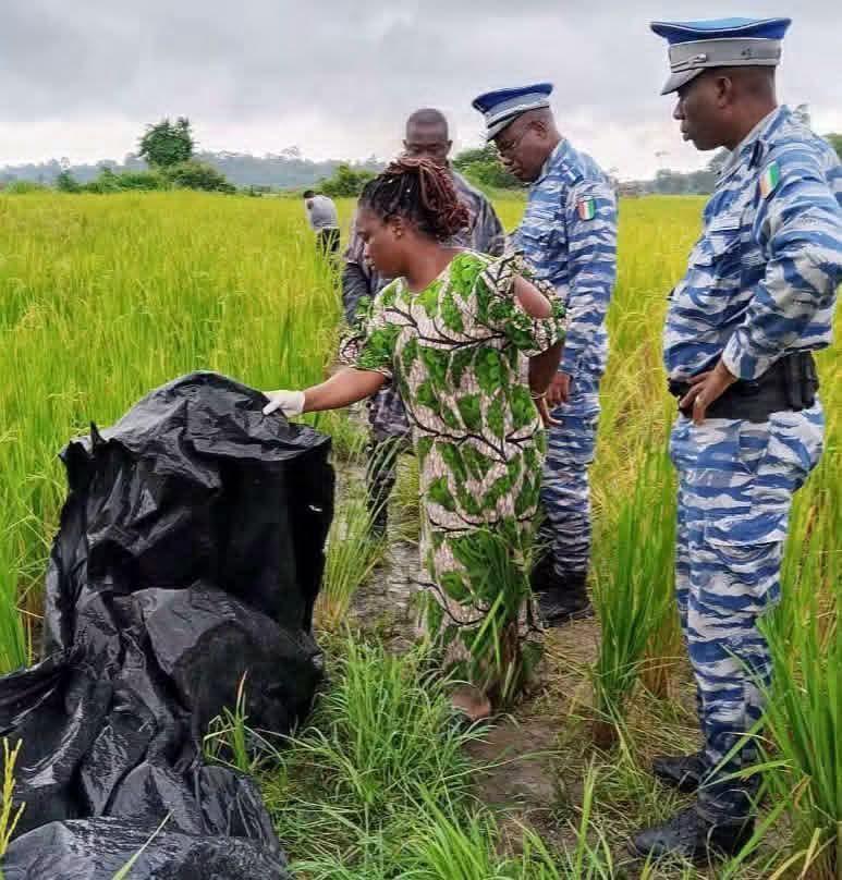 Issia : une jeune femme tuée dans une rizière, la Gendarmerie lance une vaste enquête